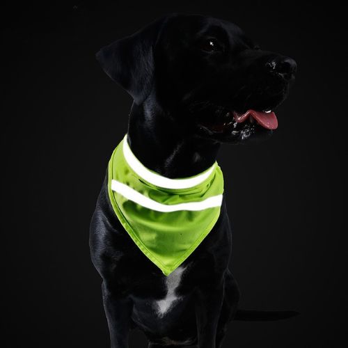 Reflective Dog Bandana